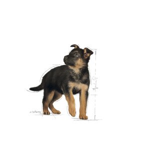 ROYAL CANIN® Maxi Puppy (in gravy)